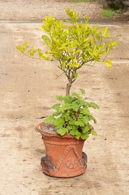 Lot 576 - A terracotta pot
